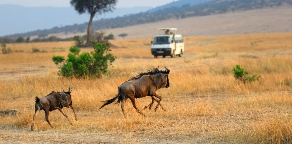 4-Day Masai Mara Safari